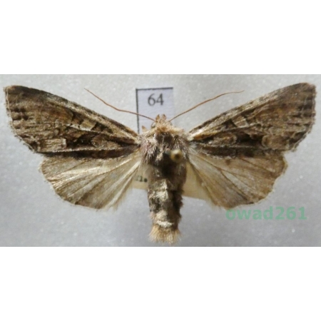 Lacanobia thalassina (Hufnagel, 1766) Czech64
